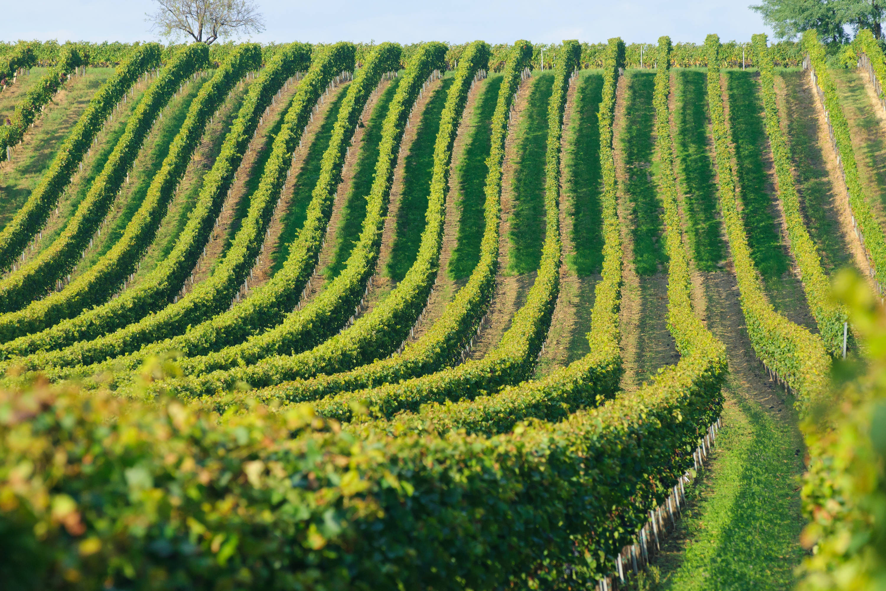 Rows of vines at a vineyard.